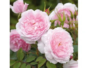 Rose Lady Salisbury® Auscezed