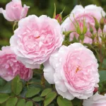 Rose Lady Salisbury® Auscezed