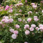 Rose Lady Salisbury® Auscezed