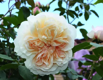 Rosa Lichfield Angel