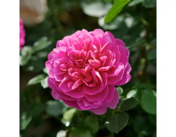 Rosa Princess Anne