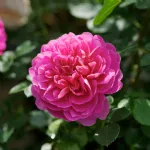 Rosa Princess Anne