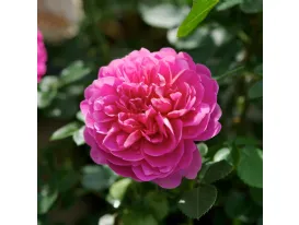 Rosa Princess Anne