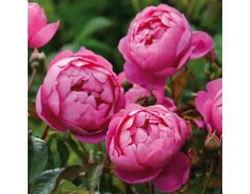 Rose Royal Jubilee® Auspaddle