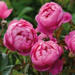 Rose Royal Jubilee® Auspaddle