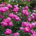 Rose Royal Jubilee® Auspaddle