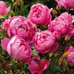 Rose Royal Jubilee® Auspaddle