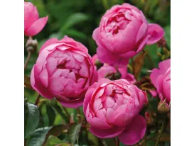 Rose Royal Jubilee® Auspaddle