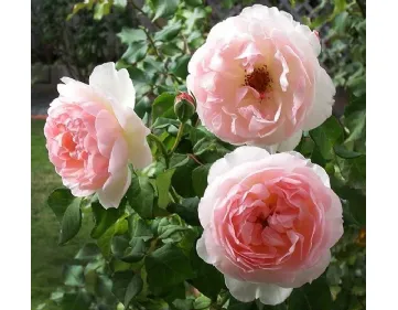 Rose Sharifa Asma® - Ausreef