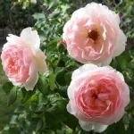 Rose Sharifa Asma® - Ausreef