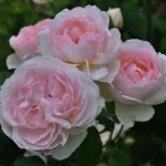 Rose Sharifa Asma® - Ausreef