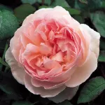 Rose Sharifa Asma® - Ausreef