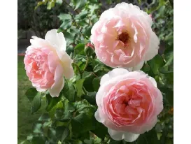 Rose Sharifa Asma® - Ausreef