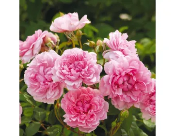 Rose Sister Elizabeth® - Auspalette