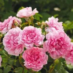 Rose Sister Elizabeth® - Auspalette