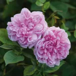Rose Sister Elizabeth® - Auspalette