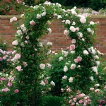Rose St. Swithum® - Auswith