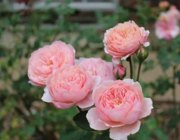 Rose The Alnwick Rose