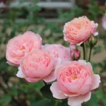 Rose The Alnwick Rose