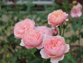 Rose The Alnwick Rose