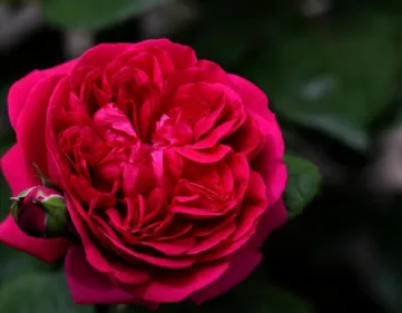 Rosa The Dark Lady