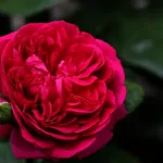 Rosa The Dark Lady