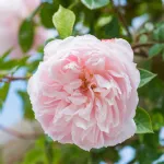 Rose The Generous Gardener® Ausdrawn