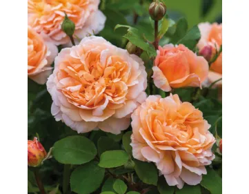 Rose The Lady Gardener® Ausbrass