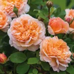 Rose The Lady Gardener® Ausbrass