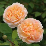 Rose The Lady Gardener® Ausbrass