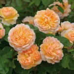 Rose The Lady Gardener® Ausbrass