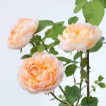 Rose The Lady Gardener® Ausbrass