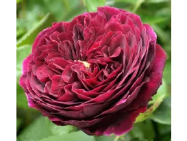 Rose The Prince® Ausvelvet