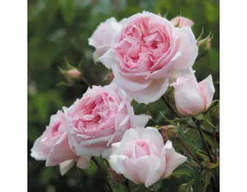 Rose The Wedgwood Rose