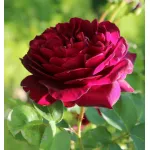 Rose Tradescant® Ausdir