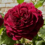 Rose Tradescant® Ausdir