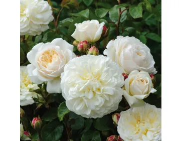 Rose Tranquillity® Ausnoble