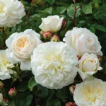 Rose Tranquillity® Ausnoble