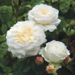 Rose Tranquillity® Ausnoble