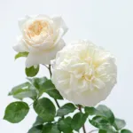 Rose Tranquillity® Ausnoble