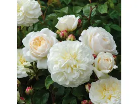 Rose Tranquillity® Ausnoble