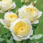 Rose Vanessa Bell® Auseasel