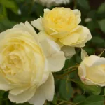 Rose Vanessa Bell® Auseasel