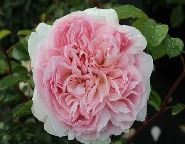 Rosa Wildeve