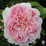 Rosa Wildeve