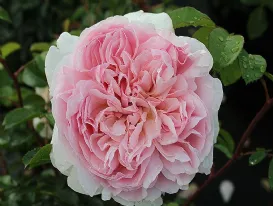 Rosa Wildeve