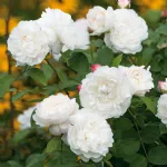 Rose William and Catherine® Ausrapper