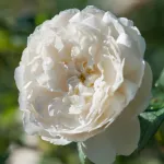 Rose William and Catherine® Ausrapper