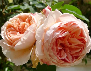 Rose William Morris - Auswill