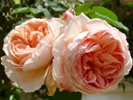 Rose William Morris - Auswill